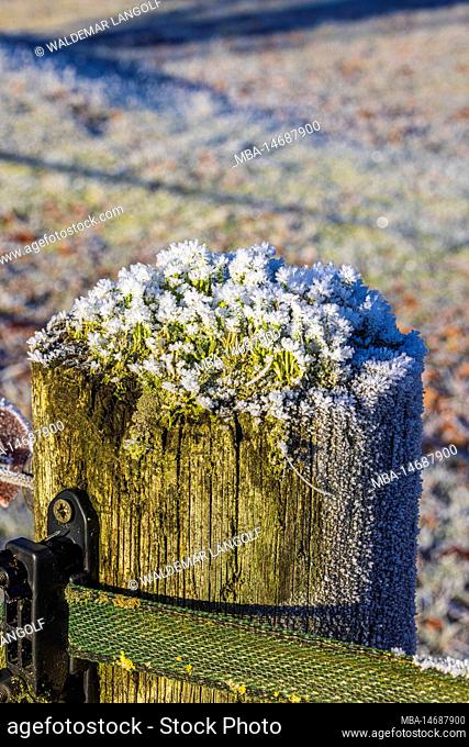 Cup lichen (Cladonia pyxidata) with ice crystals and snow on a wooden pole in winter