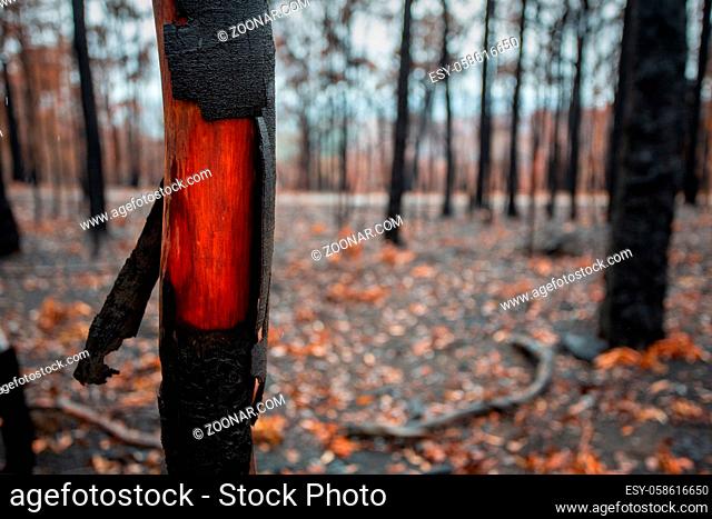 Beautiful untouched wood underneath the charred bark of a recent bush fire. The tree has began to shed this blackened outer layer