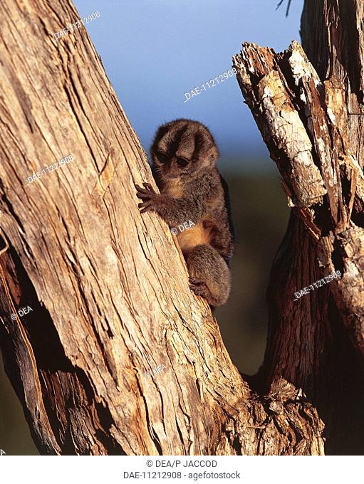 Zoology - Primates - Three-striped Night Monkey (Aotus trivirgatus) on tree. Venezuela, Amazonia