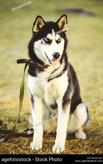 Young Happy Husky Puppy Eskimo Dog Sitting In Dry Grass Outdoor In Autumn