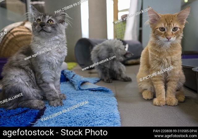 05 August 2022, Berlin: Three young cats sit in the mother and child cat house at the Berlin animal shelter. This summer
