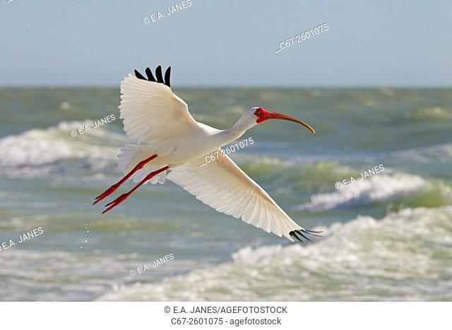 White Ibis Eudocimus albus Fort Myers beach Gulf Coast Florida USA