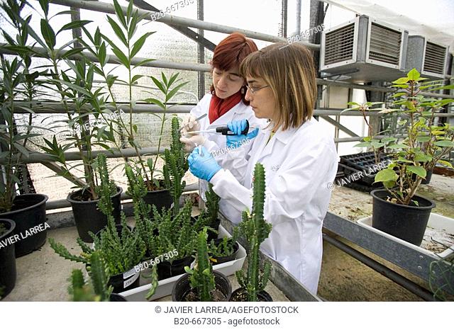 Succulent plant. Biosafety greenhouse, P2, Neiker Tecnalia, Instituto de Investigación y Desarrollo Agrario, Ganadero, Forestal y del Medio Natural, Arkaute