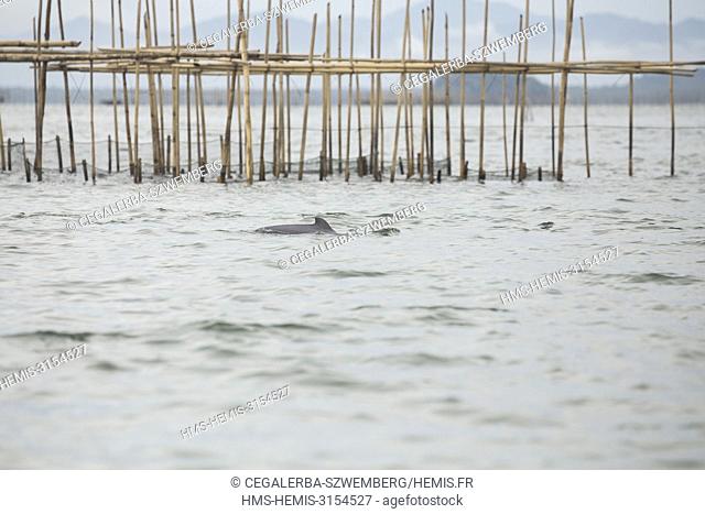 Philippines, Palawan, Malampaya Sound Protected Landscape and Seascape, the elusive and critically endangered Irrawaddy Dolphin (Orcaella brevirostris) near...