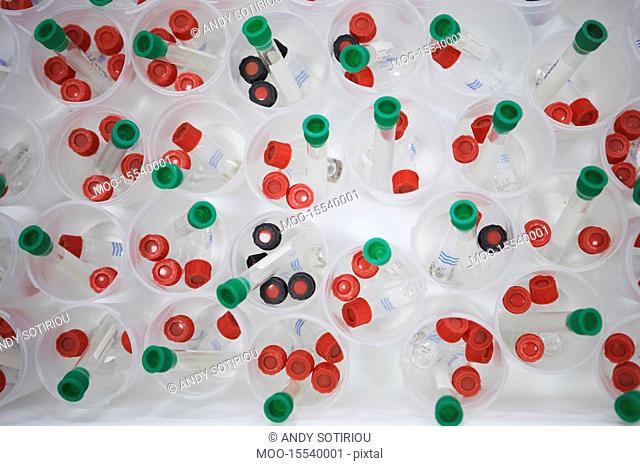 Tray full of speciman vials containing parasitic insects used in agricultural research