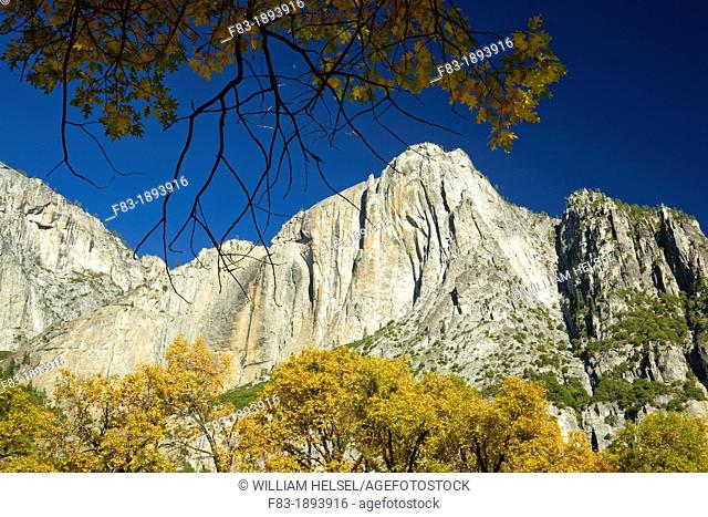 Yosemite Valley, Yosemite National Park, California, USA, Yosemite Point and Lost Arrow Spire, black oak trees Quercus kelloggii, November