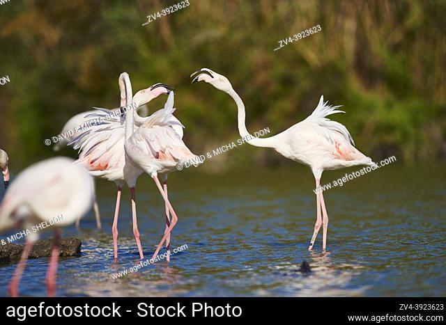 Greater Flamingos (Phoenicopterus roseus) wildlife, Saintes-Maries-de-la-Mer, Parc Naturel Regional de Camargue, France, Europe