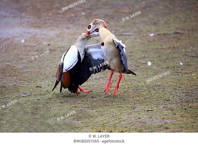 Egyptian goose (Alopochen aegyptiacus), two Egyptian geese conflicting, Germany