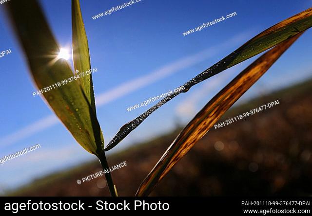 18 November 2020, Bavaria, Ruderatshofen: Dewdrops glitter on grasses in the sunshine. Photo: Karl-Josef Hildenbrand/dpa