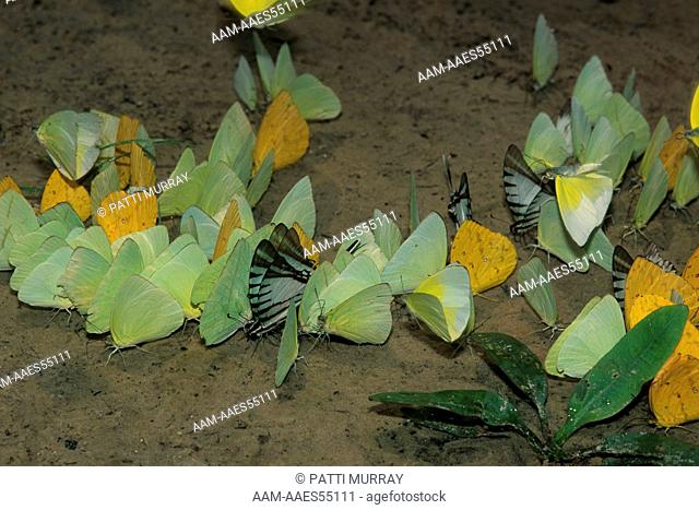 Pierid Butterflies & Kite Swallowtails puddling, Amazon, Brazil