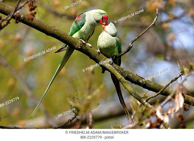 Alexandrine Parakeet or Alexandrian Parrot (Psittacula eupatria), couple feeding each other during the breeding season, perched on a branch in the palace park