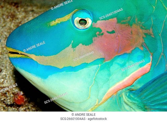 Parrotfish sleeping, Sparisoma sp , night, Ponta da Sapata, Fernando de Noronha national marine sanctuary, Pernambuco, Brazil S Atlantic