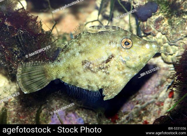 Bristle-tail file-fish (Acreichthys tomentosus), lateral