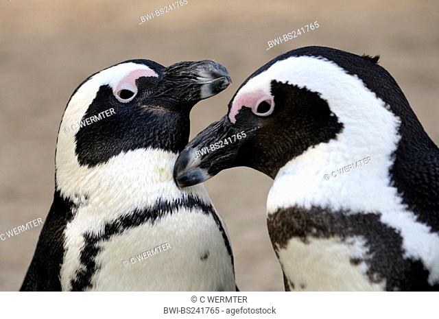 jackass penguin, African penguin, black-footed penguin Spheniscus demersus, couple greeting