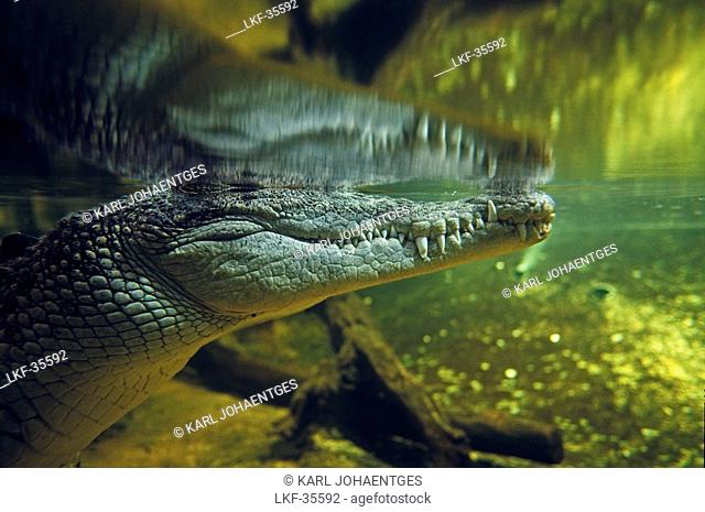Submerged crocodile, Sydney Aquarium, Sydney, Australia
