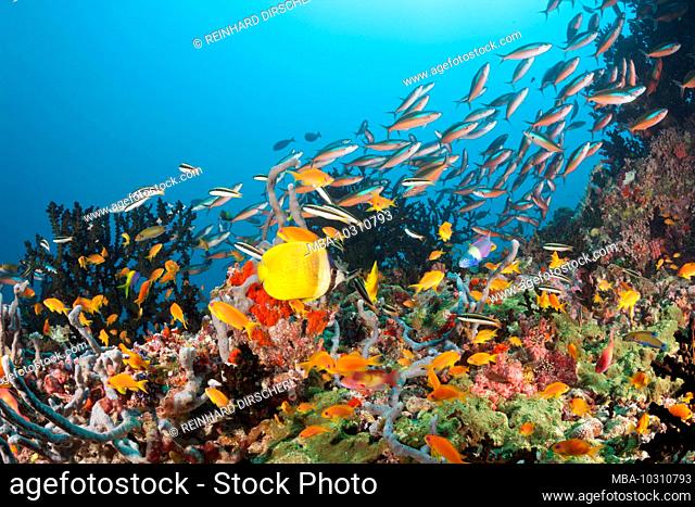 Colored Coral Reef, Ari Atoll, Indian Ocean, Maldives