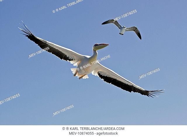 Great White Pelican - In flight seen from below - with a Cape Kelp Gull above the pelican (Pelecanus onocrotalus). Atlantic Ocean - Walvis Bay - West Coast -...