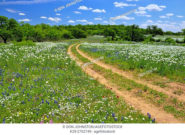 Wildflowers along the Art Hedwigs Hill Road, Mason County, Texas, USA