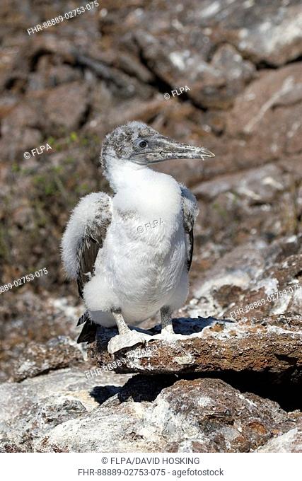 Down cover Nazca booby chick, Galapagos