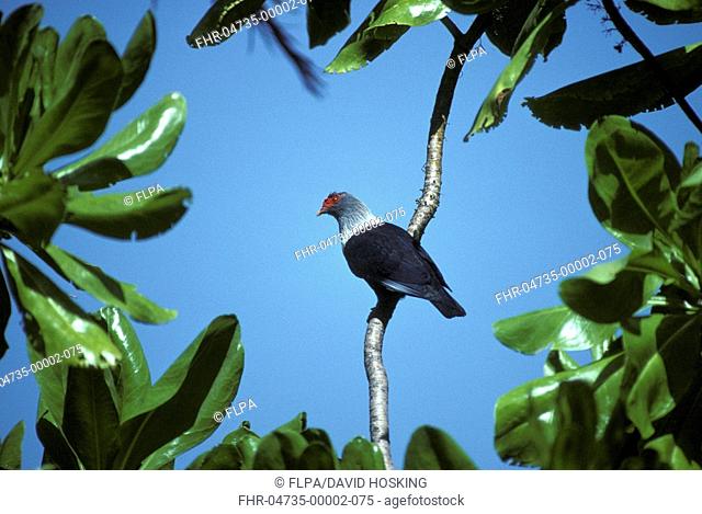 Pigeon Blue Seychelles Alectroenas pulcherrima