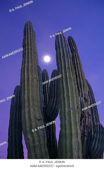 Cardon Cactus w/ moon (Pachycereus pringlei) Baja California Mexico