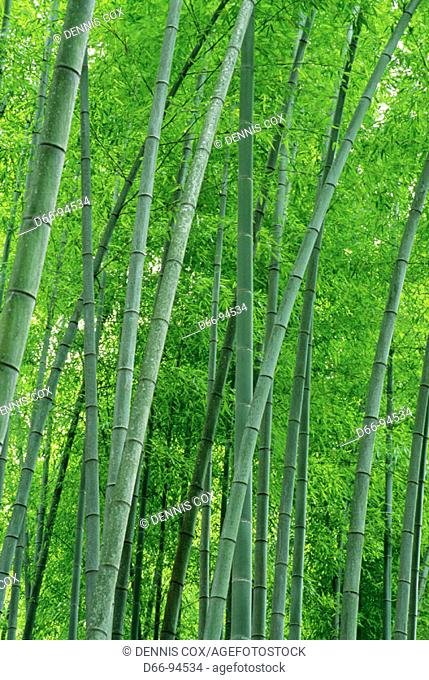 Bamboo grove. Huang-shan. China