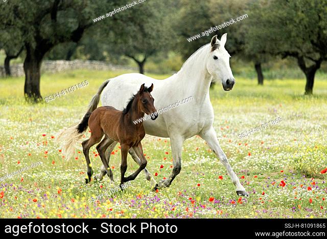 Pure Spanish Horse, Andalusian. Gray mare with bay foal galloping and trotting in a flowering meadow. Spain