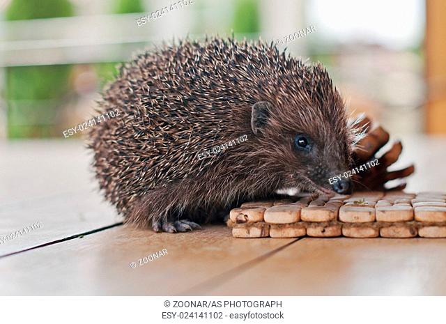 hedgehog on the wooden table with cons