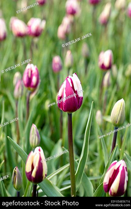 Purple tulips flowers blooming in a garden