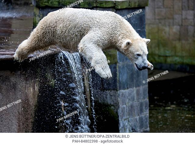 Fiete the polar bear, born on 3 December 2014, pictured in his enclosure at the zoo in Rostock, Germany, 12 October 2016