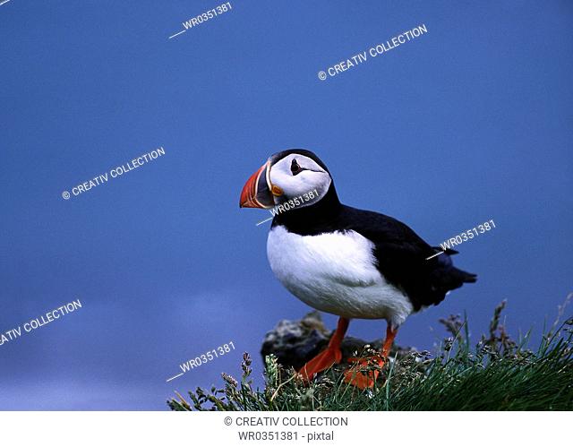 puffin standing on a rock