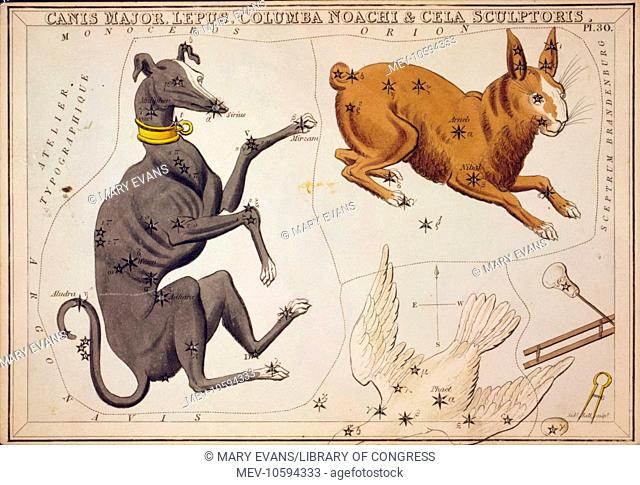 Canis Major, Lepus, Columba Noachi & Cela Sculptoris. Astronomical chart showing a dog, a rabbit, Noah's dove, and sculpting tools forming the constellations