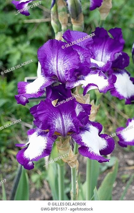 IRIS GERMANICA STEPPING OUT