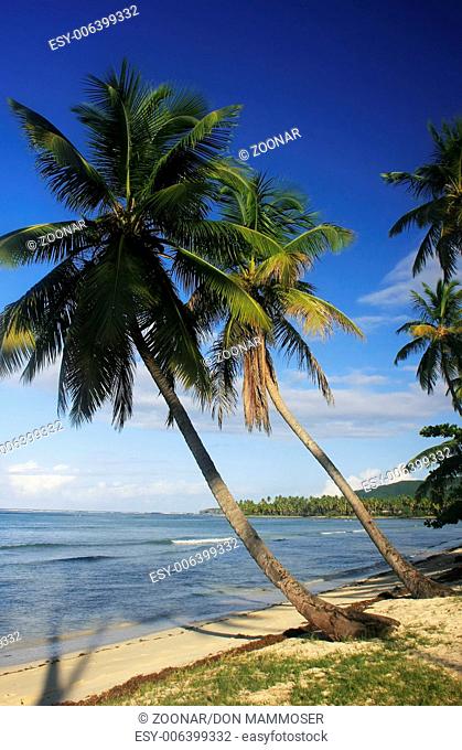 Leaning palm trees at Las Galeras beach, Samana pe