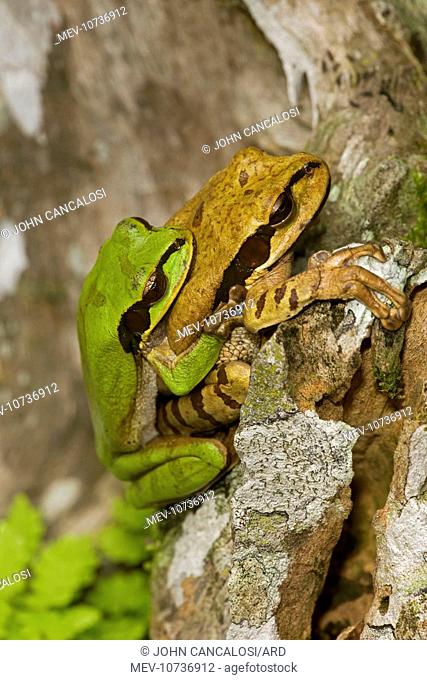 Masked Tree Frog / Treefrog - pair in amplexus (Smilisca phaeota)