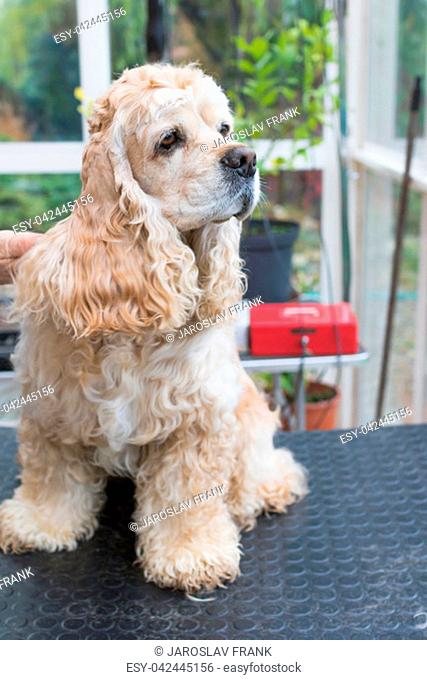 American Cocker Spaniel is posing at the grooming table. Horizontally