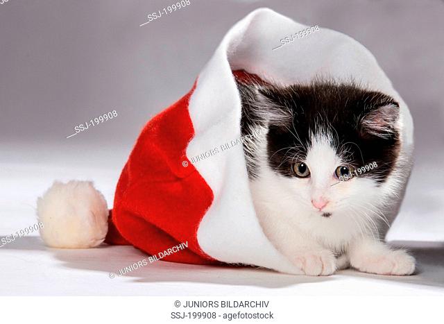 Domestic cat. Black-and-white kitten in a Santa Claus hat. Germany