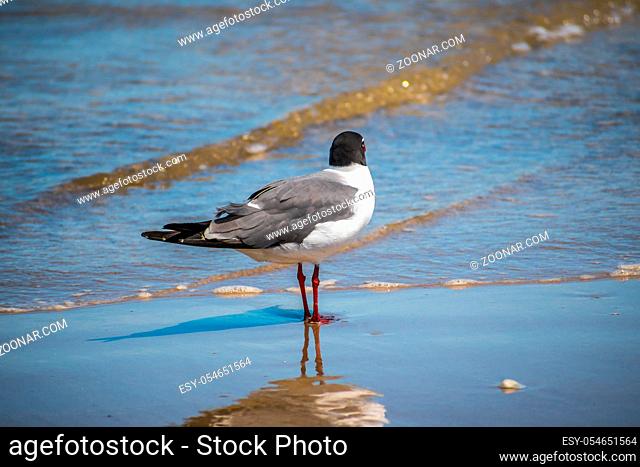 A relaxing seagull enjoying the view around the coastline of the seashore