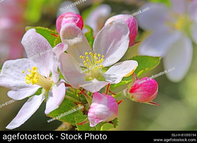 Domestic Apple (Malus sylvestris), flowers and flower buds. Germany