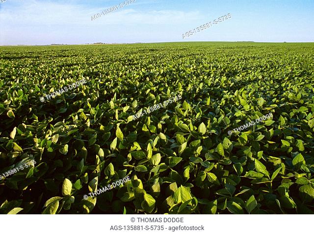 Agriculture - Mid growth soybean field in early morning light / Martin County, Minnesota, USA