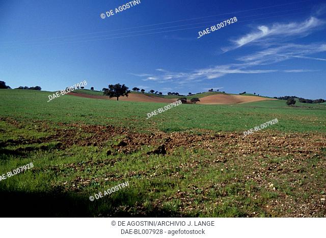 Olive trees and cultivated fields in the Cercal countryside, Ourem, Baixo Alentejo, Portugal