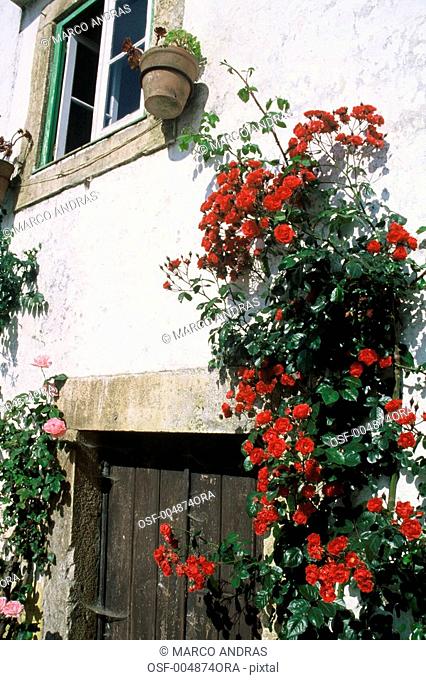 portugal red and pink flowers decorating the house facade