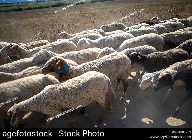 Ksamil, Albania A flock of sheep on a dirt road