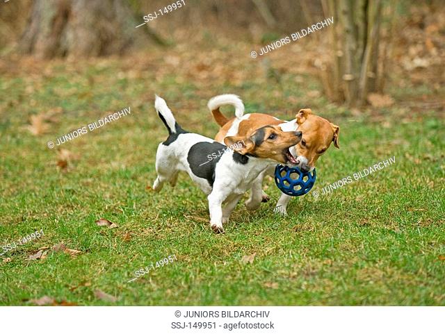 two Jack Russell Terrier - playing restrictions: animal guidebooks, calendars