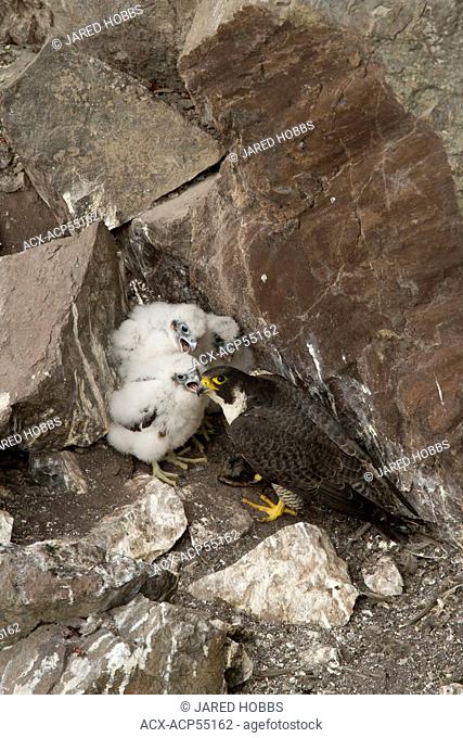 Peregrine Falcon, Falco peregrinus, nesting, Spences Bridge, BC, Canada