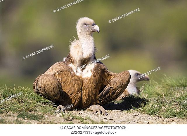 Griffon Vulture (Gyps fulvus) basking. Lleida province. Catalonia. Spain