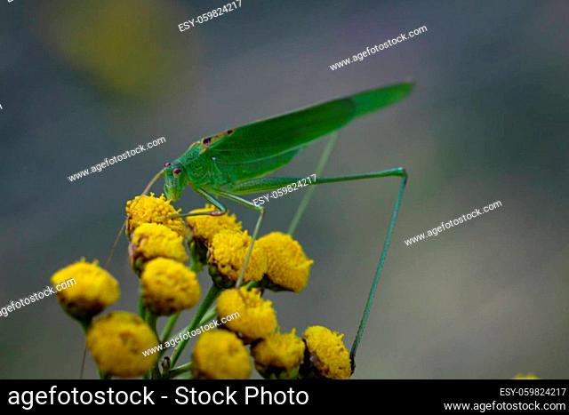 A grasshopper, a grasshopper sits on a plant