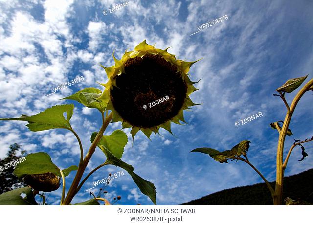 Sonnenblume Helianthus annuus vor Himmel mit Wolken