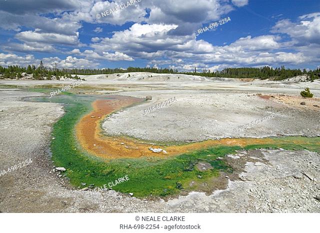 Whirligig Geyser runoff, Porcelain Basin, Norris Geyser Basin, Yellowstone National Park, UNESCO World Heritage Site, Wyoming, United States of America