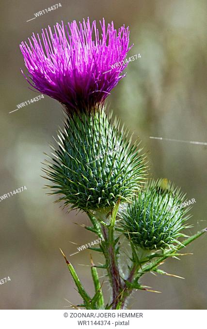 Spiny Plumeless Thistle, Carduus acanthoides